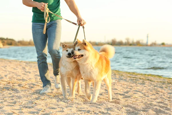 Junger Mann spaziert mit seinen entzückenden Akita Inu Hunden in der Nähe des Flusses — Stockfoto