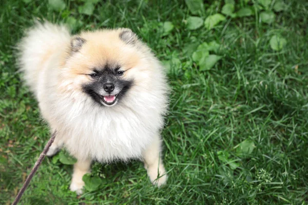 Adorable Pomeranian spitz dog on green grass outdoors. Space for text — Stock Photo, Image