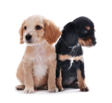 Beyaz arka planda sevimli İngiliz Cocker Spaniel yavruları