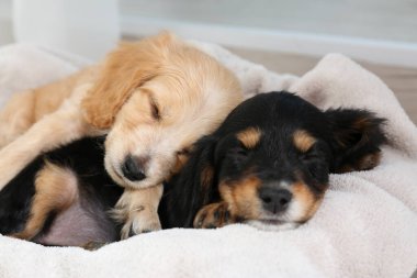 Tatlı İngiliz Cocker Spaniel köpekleri yumuşak ekose üzerinde uyuyorlar.