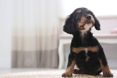 Şirin İngiliz Cocker Spaniel köpek yavrusu içeride. Metin için boşluk
