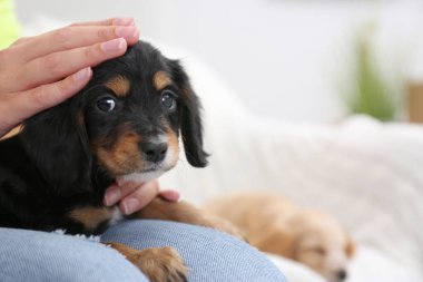 Şirin İngiliz Cocker Spaniel köpeği olan ev sahibi, yakın plan. Metin için boşluk