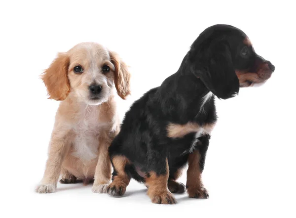 Lindo Inglés Cocker Spaniel cachorros sobre fondo blanco —  Fotos de Stock