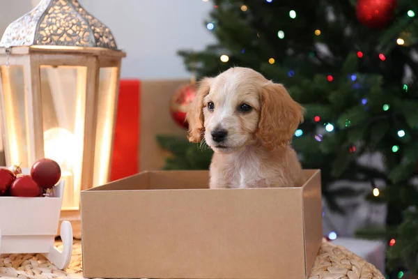 Chiot espagnol Cocker anglais mignon dans une boîte cadeau de Noël à l'intérieur — Photo