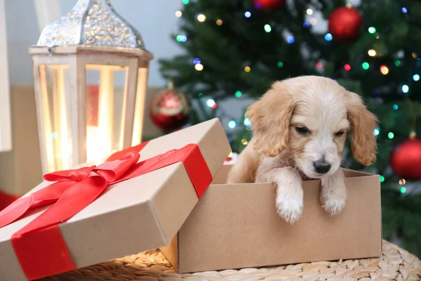 Aranyos angol kakas spániel kiskutya karácsonyi ajándék doboz beltérben — Stock Fotó