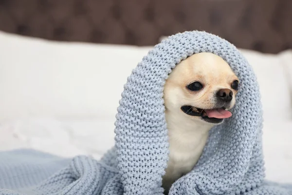 Adorable Toy Terrier wrapped in light blue knitted blanket on bed. Domestic dog — Stock Photo, Image