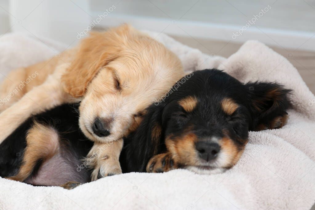 Cute English Cocker Spaniel puppies sleeping on soft plaid
