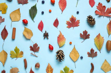 Açık mavi zemin üzerinde sonbahar yaprakları ile güzel kompozisyon, düz yatıyordu