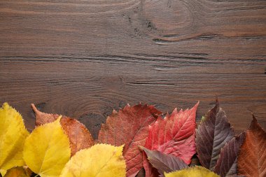 Ahşap zemin üzerinde sonbahar yaprakları olan düz bir kompozisyon. Metin için boşluk
