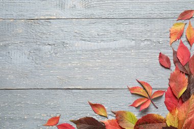 Gri ahşap arka planda sonbahar yapraklı düz bir kompozisyon vardı. Metin için boşluk