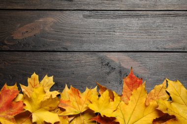 Koyu ahşap zemin üzerinde sonbahar yaprakları olan düz bir kompozisyon. Metin için boşluk