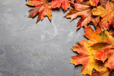 Gri taş zemin üzerinde sonbahar yaprakları ile düz kompozisyon yatıyordu. Metin için boşluk