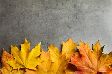 Gri taş zemin üzerinde sonbahar yaprakları ile düz kompozisyon yatıyordu. Metin için boşluk