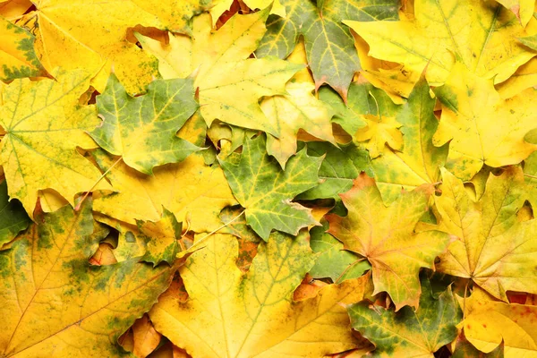 Colorful autumn leaves as background, top view — Stockfoto