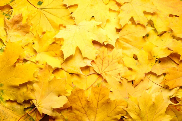 Yellow autumn leaves as background, top view — Stockfoto