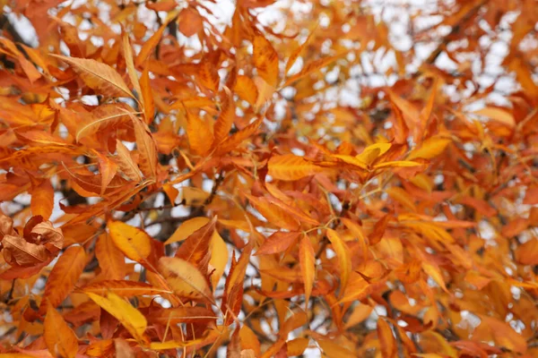 Arbre avec des feuilles lumineuses à l'extérieur le jour d'automne — Photo