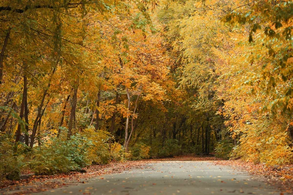 가을에는 시골 길 근처에 화려 한 나뭇잎이 달린 나무와 관목들 — 스톡 사진