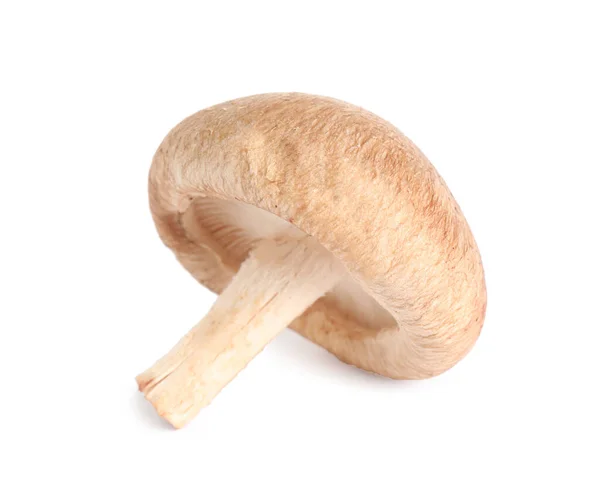 Свежий дикий гриб на белом фоне. Съедобные грибы — стоковое фото
