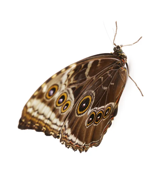 Hermosa mariposa azul morfo sobre fondo blanco —  Fotos de Stock