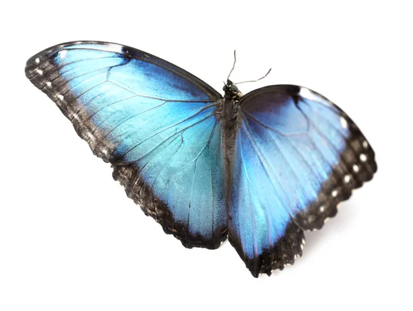 Beautiful Blue Morpho butterfly on white background — Stock Photo, Image
