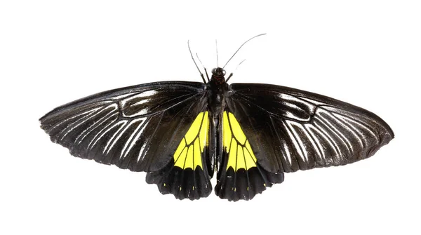 白色背景上美丽的普通鸟翅蝴蝶 — 图库照片
