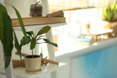 Dekor elemanları ve houseplant kapalı raf ünitesi. Şık iç mekan