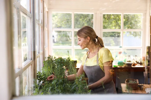 Young woman taking care of home plants in shop, view through window — Stock Photo, Image