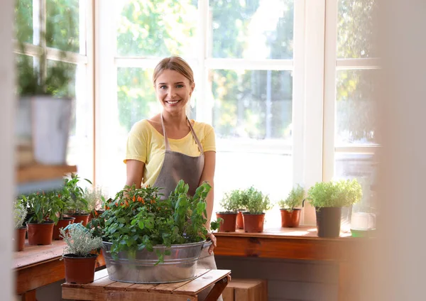 Junge Frau kümmert sich um heimische Pflanzen am Holztisch im Geschäft, Blick durchs Fenster — Stockfoto