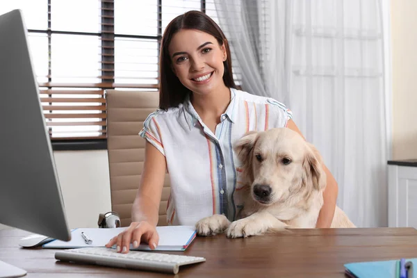 若いです女性仕事でホームオフィスとストローク彼女のゴールデンレトリバー犬 — ストック写真