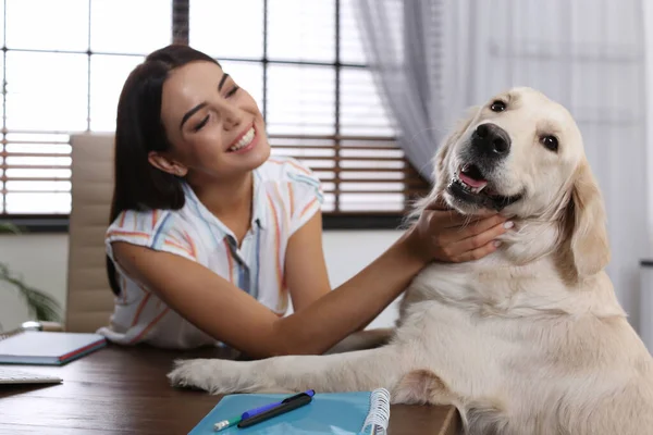 Jonge vrouw werkt thuis kantoor en streelde haar Golden Retriever hond — Stockfoto