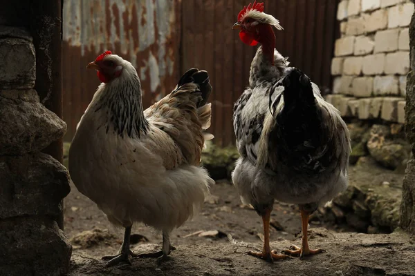 Gallo Blanco Pollo Patio Animales Domésticos —  Fotos de Stock