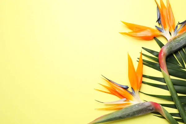 黄色の背景に楽園の熱帯の花の鳥とフラットレイアウト組成 テキストのためのスペース — ストック写真