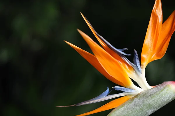 Bird Paradise Τροπικό Λουλούδι Θολή Φόντο Closeup Χώρος Για Κείμενο — Φωτογραφία Αρχείου