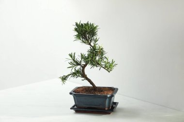 Japon bonsai bitkisi beyaz duvarın yanındaki masada. Evde zen atmosferi oluşturuluyor