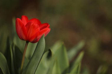Güzel açan lale ilkbahar günü, kapalı kapılar ardında.