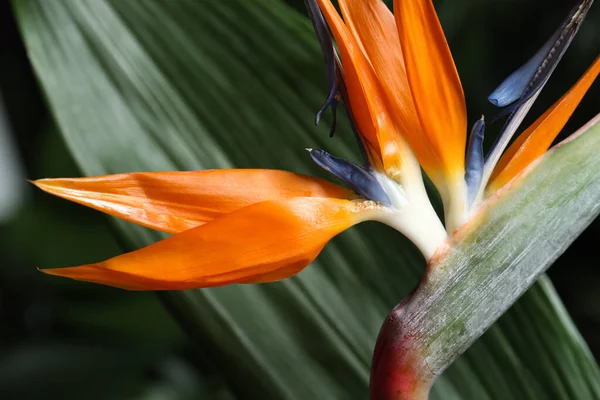 Pták Paradise Tropické Květiny Rozmazaném Pozadí Detailní Záběr — Stock fotografie