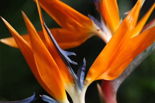 Bird Paradise Τροπικά Λουλούδια Θολή Φόντο Closeup — Φωτογραφία Αρχείου