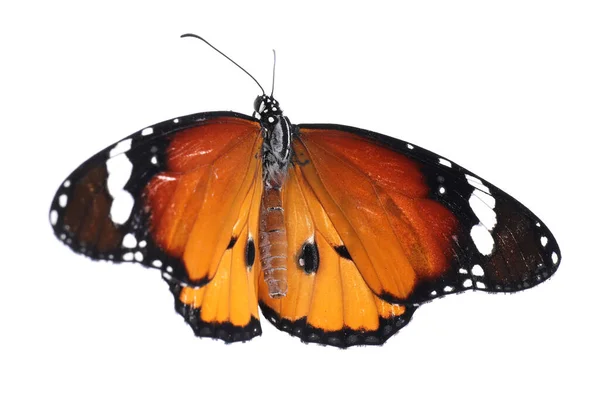Hermosa Mariposa Dama Pintada Aislada Blanco —  Fotos de Stock