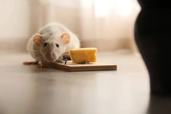 Rato Ratoeira Com Queijo Dentro Casa Controlo Pragas — Fotografia de Stock