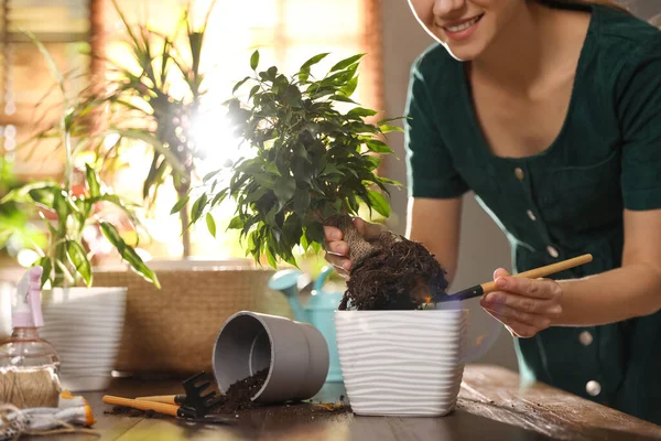 Mujer Joven Maceta Ficus Planta Casa Primer Plano Interesante Hobby — Foto de Stock