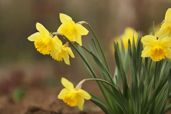 Schöne Blühende Narzissen Freien Frühlingstag — Stockfoto