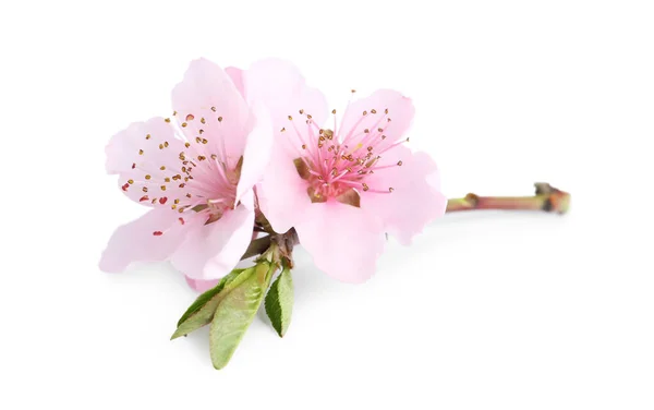 Bela Flor Árvore Isolada Branco Temporada Primavera — Fotografia de Stock