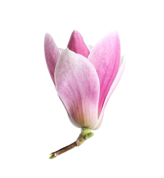 Hermosa Flor Magnolia Aislada Blanco Flor Primavera — Foto de Stock
