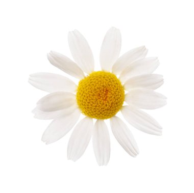 Çiçek açan papatya çayı beyazda izole edilmiş. Güzel çiçek.