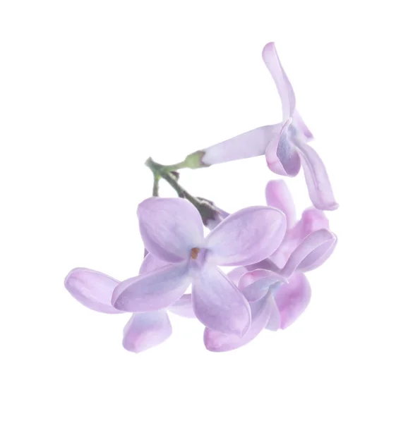 Krásné Fialové Květy Šeříku Izolované Bílém — Stock fotografie
