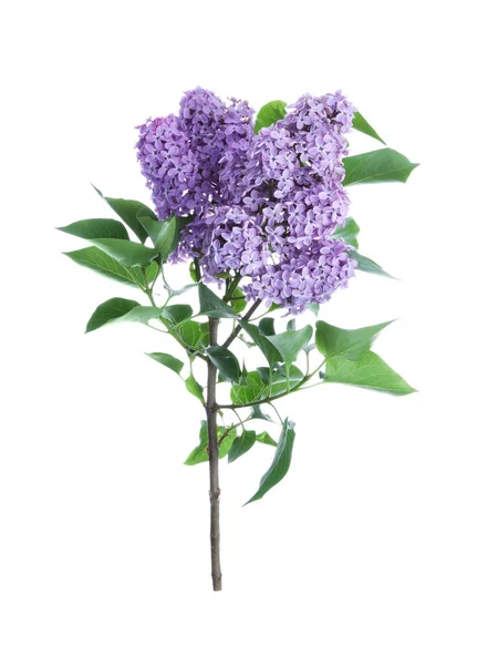 Beautiful Blossoming Lilac Branch Leaves Isolated White — Stock Photo, Image