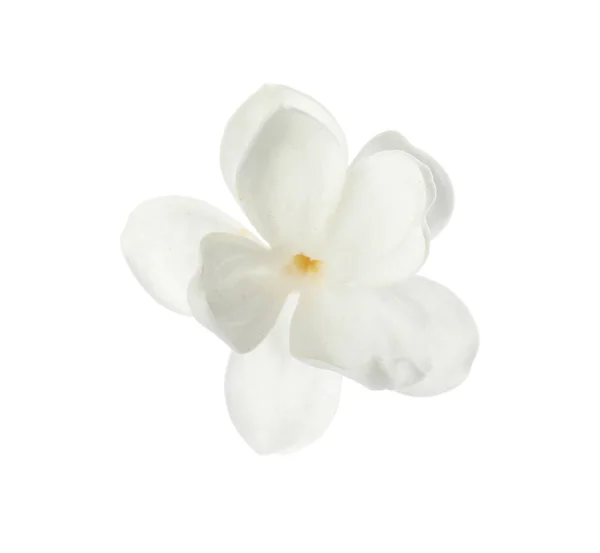 Piękny Świeży Kwiat Liliowy Izolowany Białym — Zdjęcie stockowe