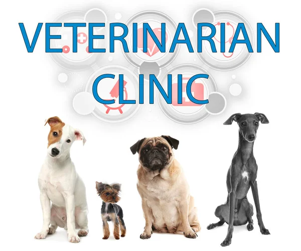 Collage Con Cani Diversi Testo Clinico Veterinario Sfondo Bianco — Foto Stock