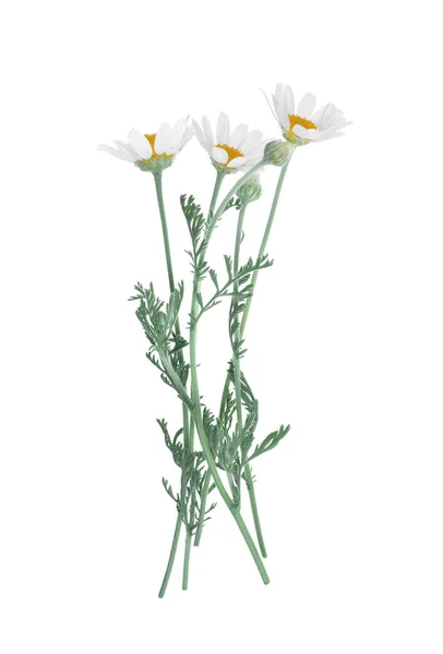 Blommande Kamomiller Isolerade Vitt Vackra Blommor — Stockfoto