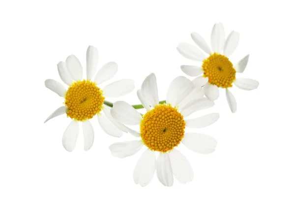 Camomilas Flor Isoladas Sobre Branco Lindas Flores — Fotografia de Stock